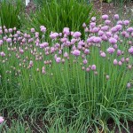 Chives - Credit: http://www.onlyfoods.net/wp-content/uploads/2011/12/Chives-Photos.jpg