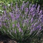 Munstead Lavender - Credit: http://imavex.vo.llnwd.net/o18/clients/urbanfarm/images/Perennial_Plants/Lavender-Munstead-Plant.jpg