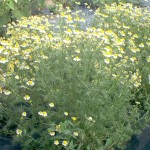 German Chamomile - Credit: http://traditionalroots.org/files/2013/04/chamomile-04.jpg