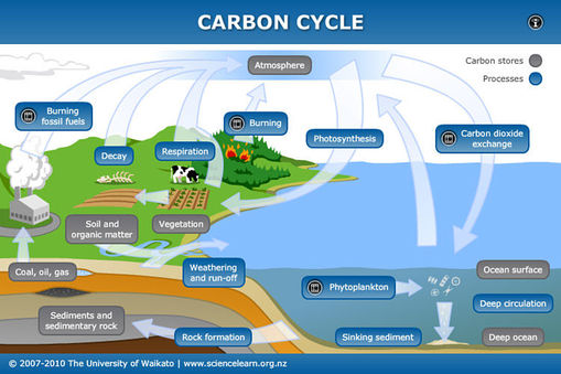 Image credit: http://sciencelearn.org.nz/var/sciencelearn/storage/images/contexts/the-ocean-in-action/sci-media/animations-and-interactives/carbon-cycle/245290-1-eng-NZ/Carbon-cycle_full_size.jpg