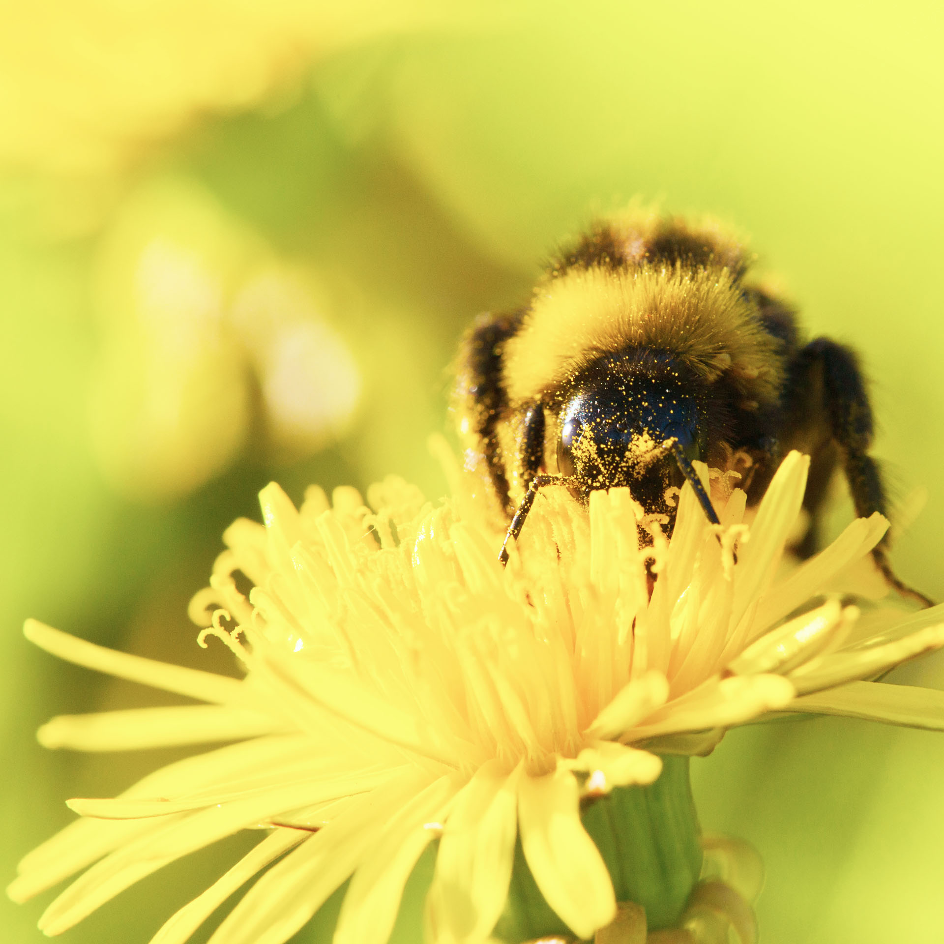 Bumblebee on Dandelion Flower