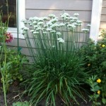 Garlic Chives - Credhttp://www.motherearthnews.com/~/media/Images/MEN/Editorial/Blogs/Organic%20Gardening/Selfseeding%20crops%20plant%20once%20and%20forget%20em/garlic%20chives%20use%20jpg.jpgit: 